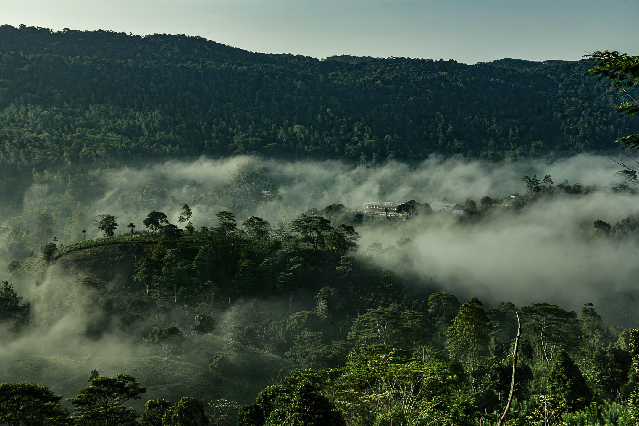 Lumbini Tea Valley