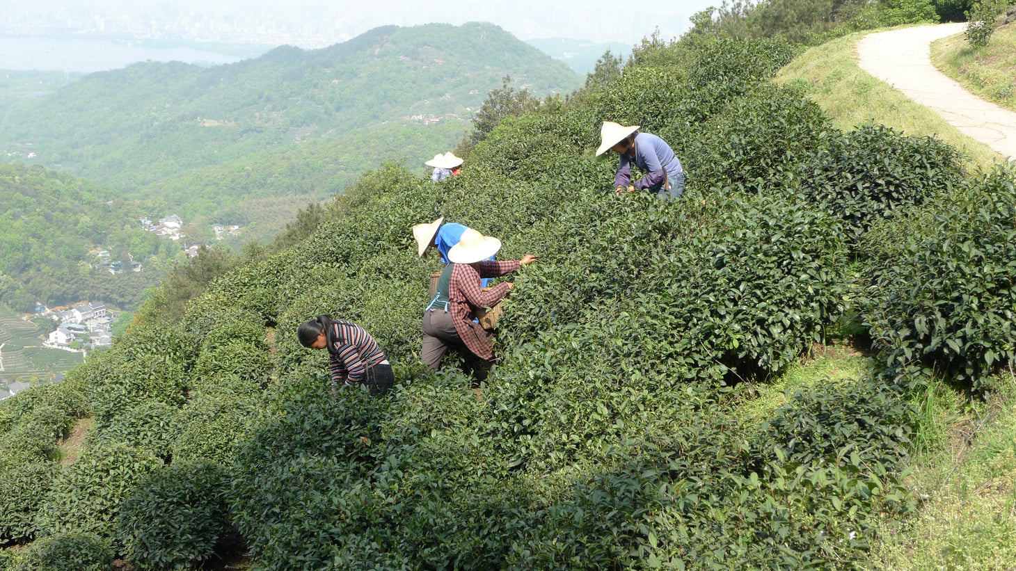 Xihu Long Jing du Zheijiang