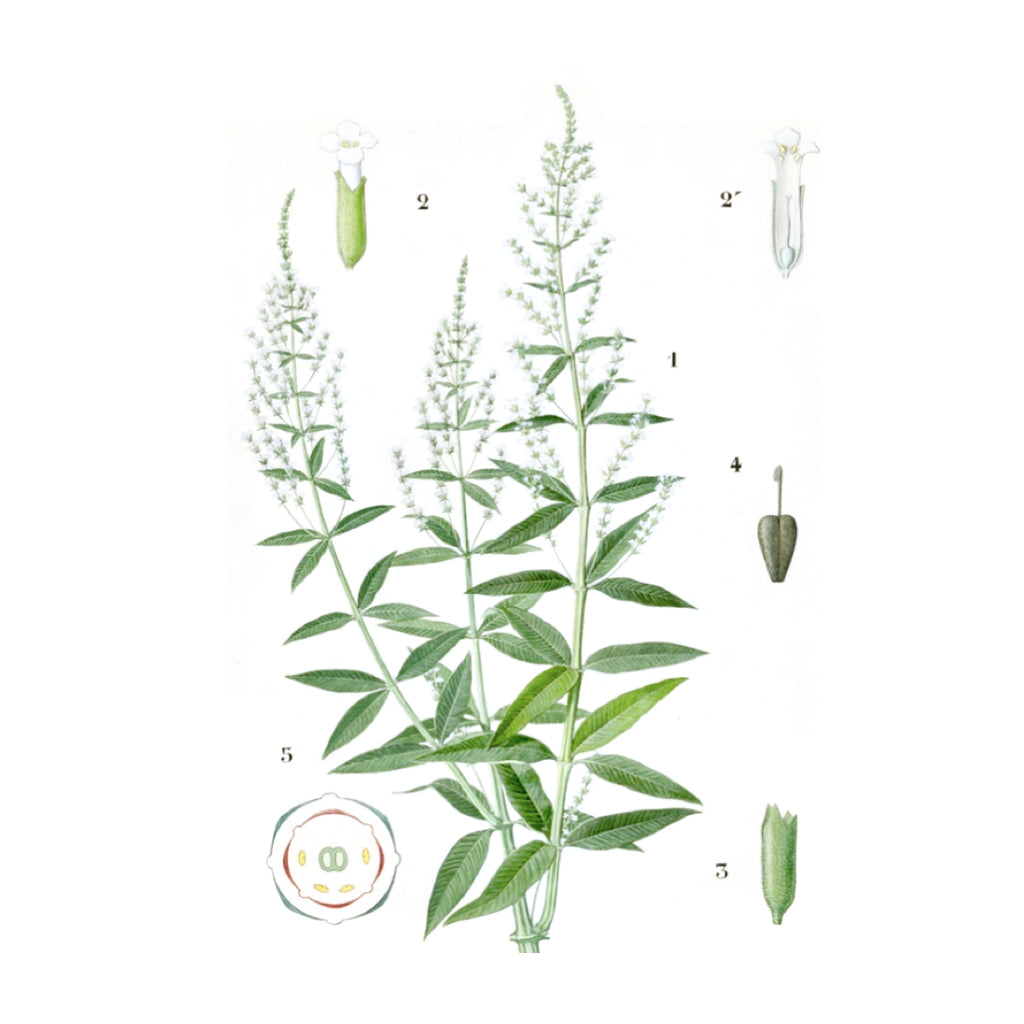 Verveine