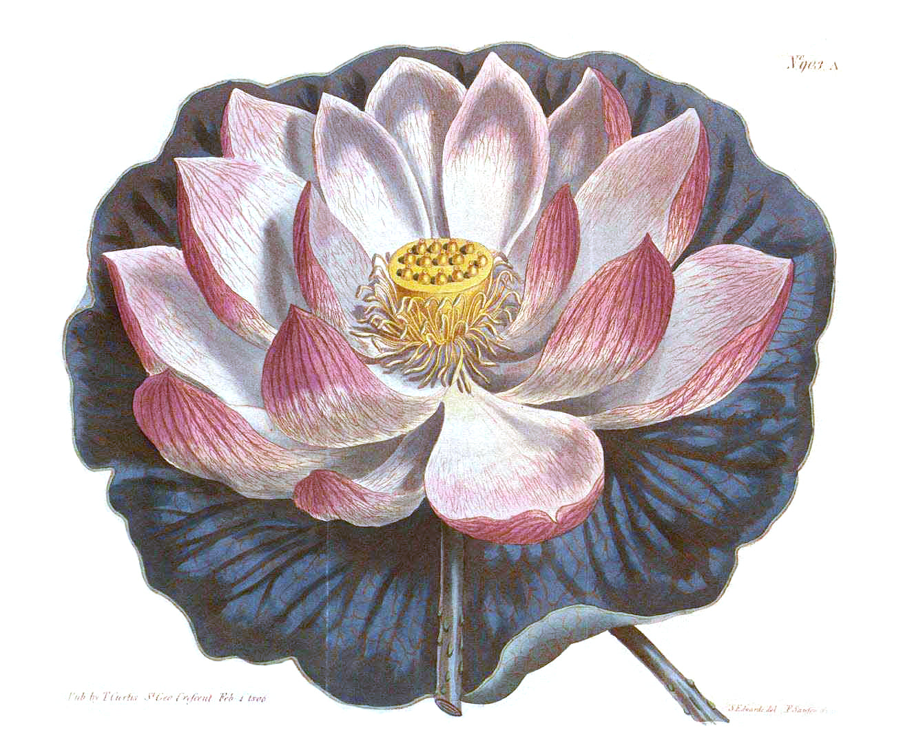 Torsades de Lotus